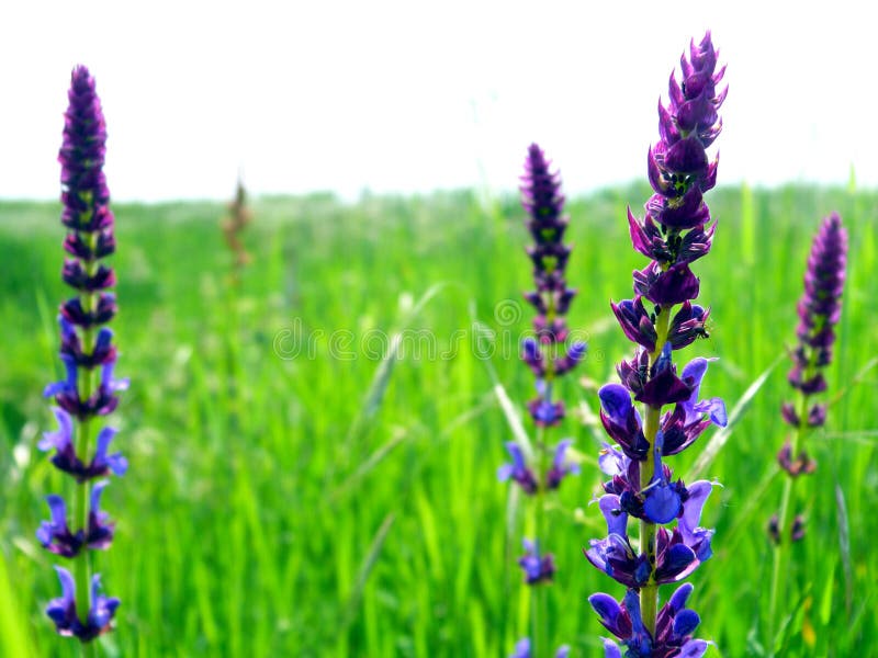 Blühende purpurrote Nahaufnahme der wilden Blume im Frühjahr in der grünen Wiese stockfotografie Blühende purpurrote Nahaufnahme der wilden Blume im Frühjahr in der grünen Wiese stockfotografie