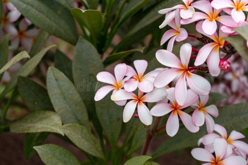 Blühende Rosa Oleander Nerium Blumen im tropischen Garten lizenzfreies stockbild Blühende Rosa Oleander Nerium Blumen im tropischen Garten lizenzfreies stockbild