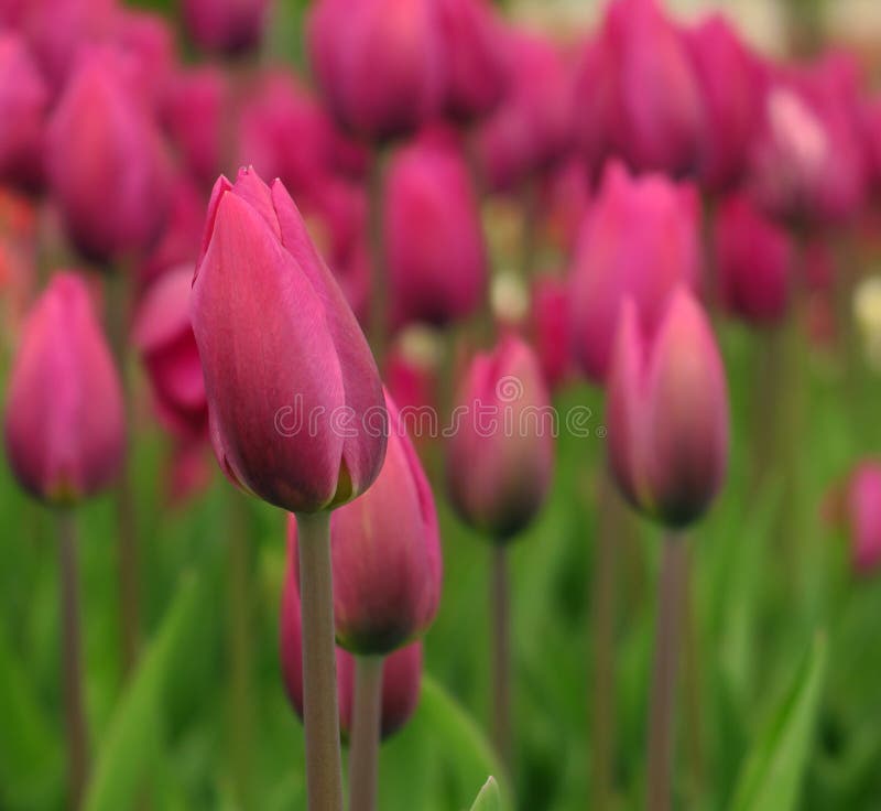 Blühende rosa Tulpenansicht des Frühlinges Blühender Garten der Tulpen im Frühjahr Blühende rosa Tulpenblumen im Frühjahr Frühlin stockbilder Blühende rosa Tulpenansicht des Frühlinges Blühender Garten der Tulpen im Frühjahr Blühende rosa Tulpenblumen im Frühjahr Frühlin stockbilder