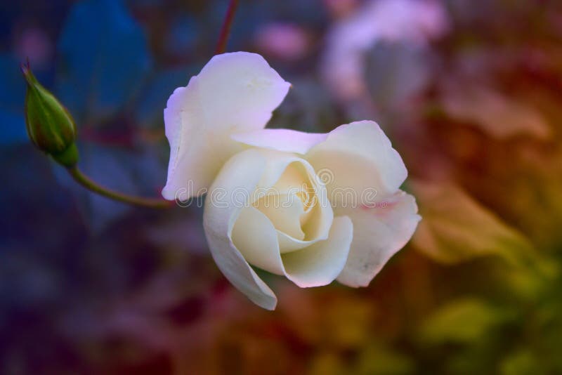 Blühende rosafarbene Blume im Garten stockfoto Blühende rosafarbene Blume im Garten stockfoto