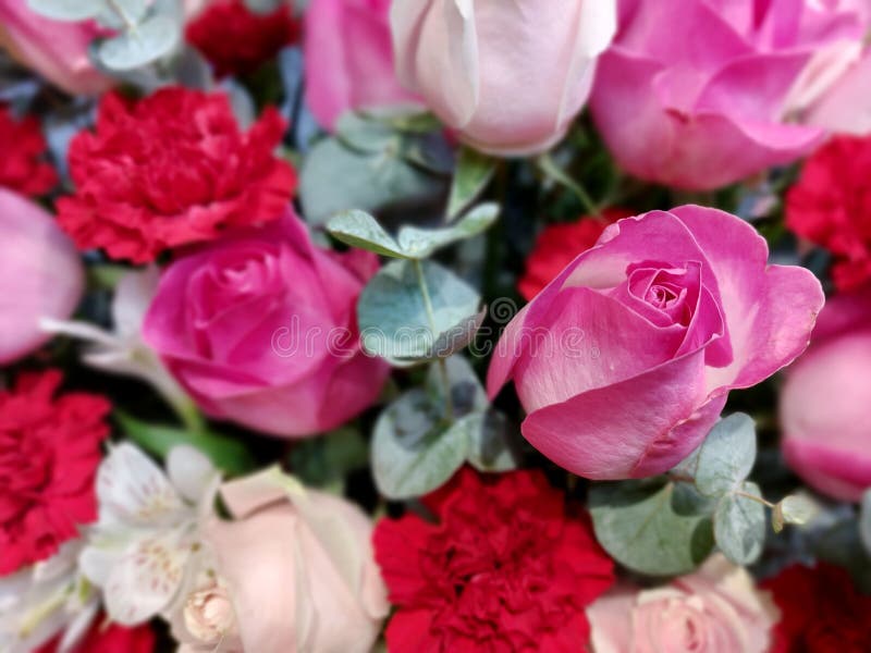 Blühende Rosenblumen lizenzfreie stockbilder