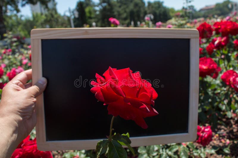 Blühende schöne bunte Rose auf einem Brett stockfoto Blühende schöne bunte Rose auf einem Brett stockfoto