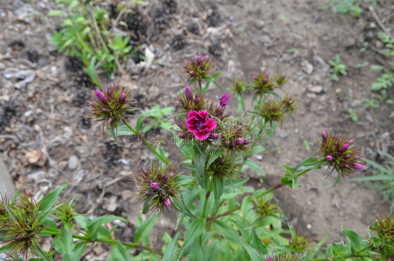 Blühende türkische Gartennelke stockbilder Blühende türkische Gartennelke stockbilder