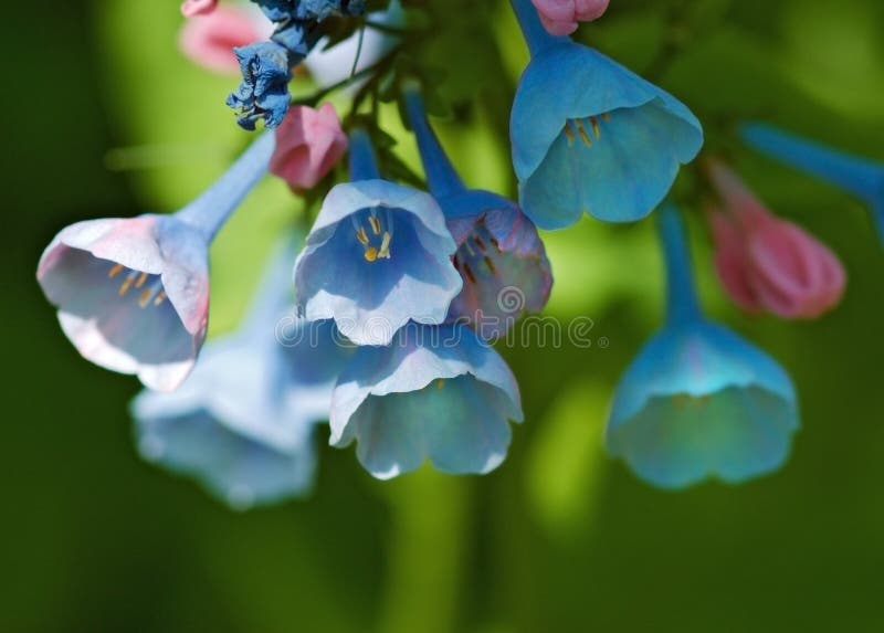 Blühende VirginiaBluebells stockbild Blühende VirginiaBluebells stockbild