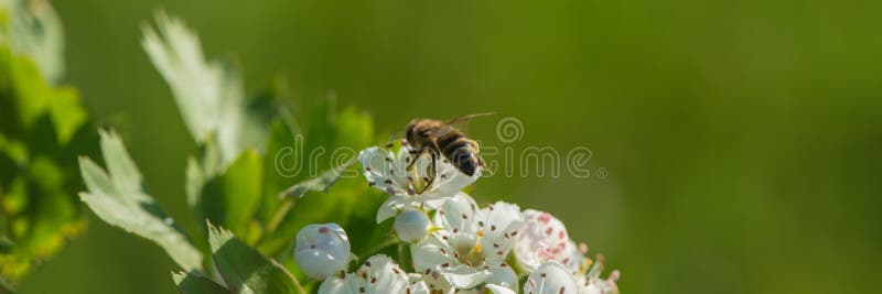 Blühende Weißdornblüten und eine Biene, die Nektar sammelt Fahne für Entwurf stockfotografie Blühende Weißdornblüten und eine Biene, die Nektar sammelt Fahne für Entwurf stockfotografie