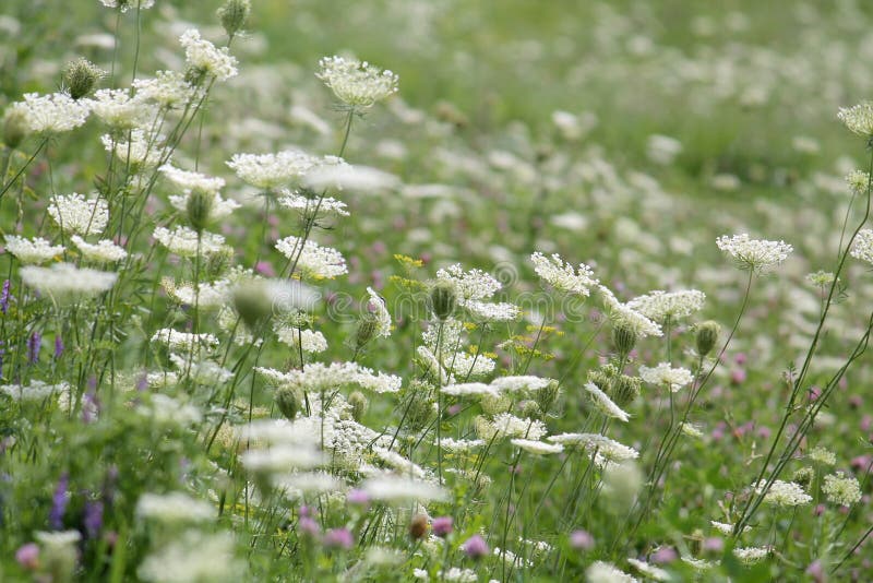 Blühende Wiese mit verschiedenen wilden Blumen Grüne Sommerwiese mit weißen Blumen stockbilder Blühende Wiese mit verschiedenen wilden Blumen Grüne Sommerwiese mit weißen Blumen stockbilder