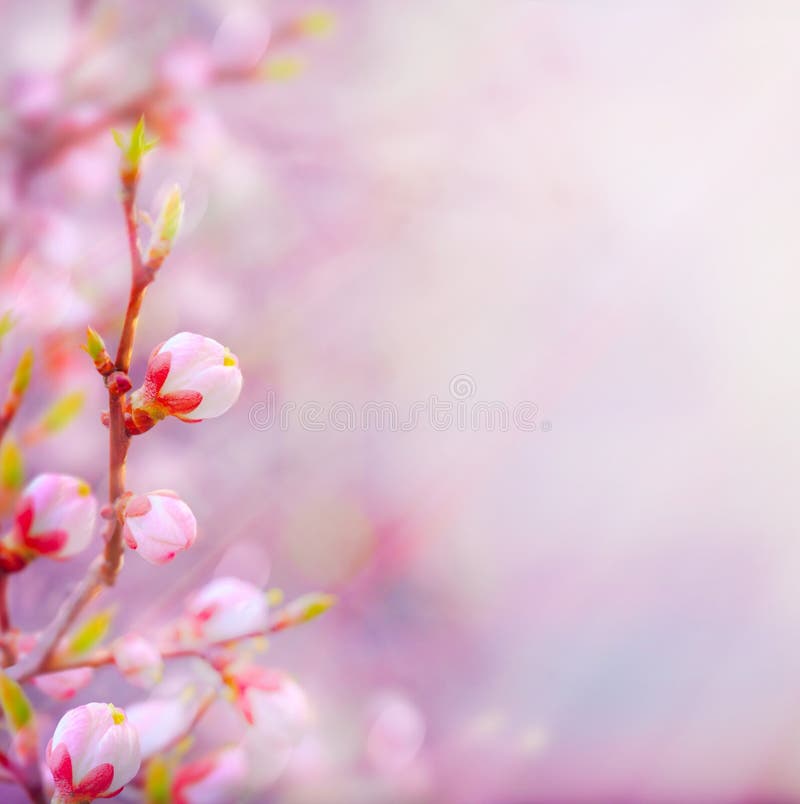 Blühender Baum des schönen Frühlinges der Kunst auf Himmelhintergrund