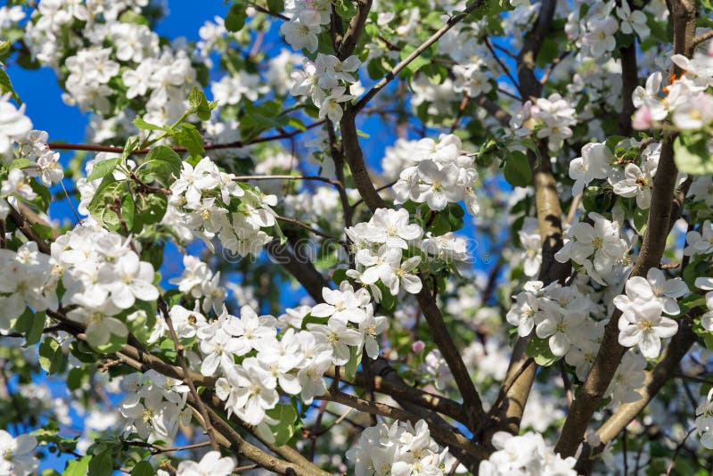Blühender Blumenhintergrund des FrühlingsApfelbaums stockfoto Blühender Blumenhintergrund des FrühlingsApfelbaums stockfoto