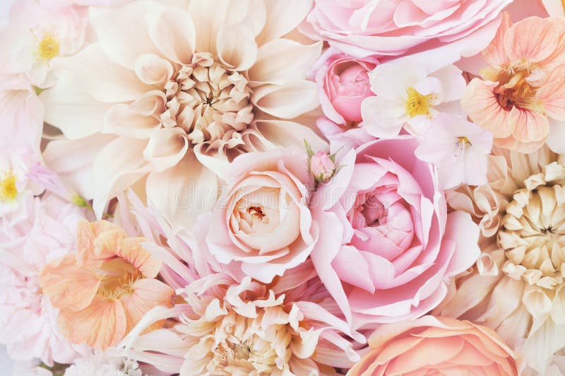 Blühender empfindlicher blühender festlicher Hintergrund der Blumen der Rose und der Dahlie des Sommers stockbild