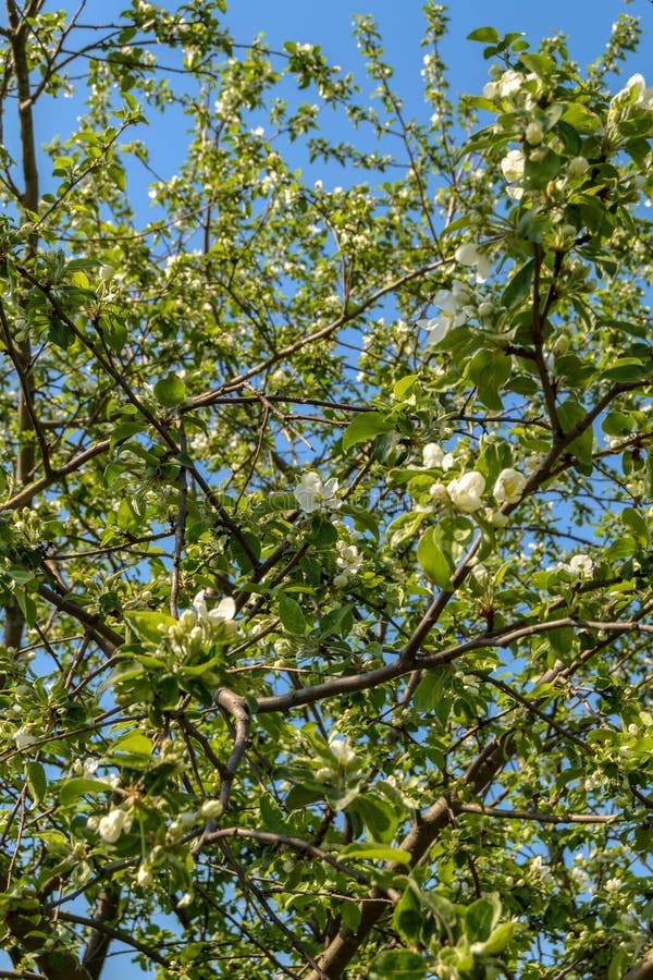 Blühender FrühlingsApfelbaum gegen einen hellen blauen Himmel