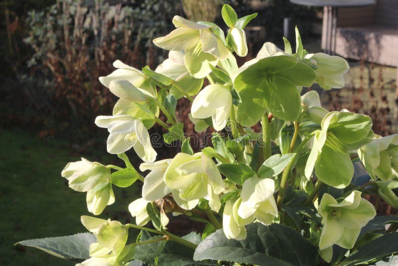 Blooming Helleborus (Hellebore) in the garden in winter, spring is coming in the Netherlands. This Helleborus is also called Christmas Rose. Blooming Helleborus (Hellebore) in the garden in winter, spring is coming in the Netherlands. This Helleborus is also called Christmas Rose