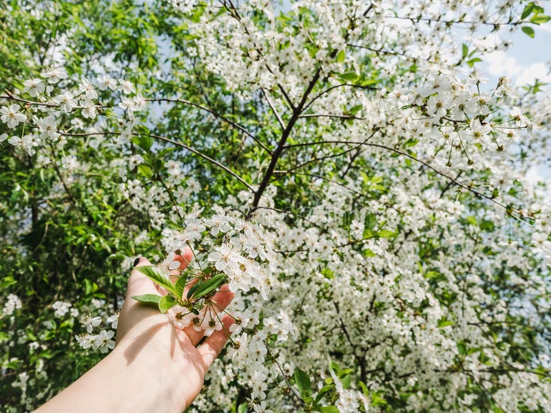 Blühender Kirschbaum im warmen, Frühlingssonnenschein lizenzfreie stockfotos Blühender Kirschbaum im warmen, Frühlingssonnenschein lizenzfreie stockfotos