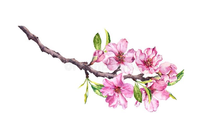 Blühender Kirschbaum Rosa Apfel blüht, Kirschblüte, Mandelblumen auf blühender Niederlassung watercolor stockfotos