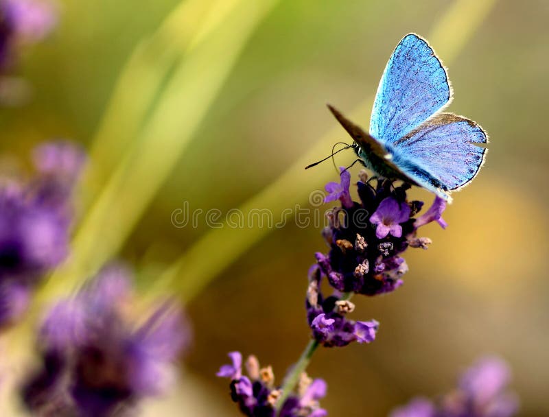 Blühender Lavendel mit einem schönen blauen Schmetterling stockfotos Blühender Lavendel mit einem schönen blauen Schmetterling stockfotos