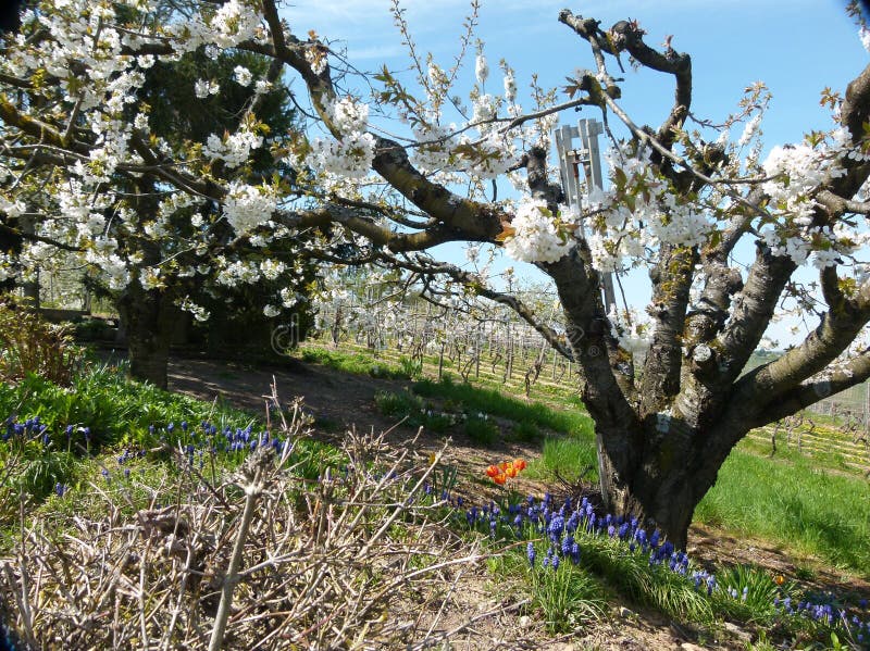 Blumen Auf Dem Obstbaum in Der Natur Stockfoto Bild von gärtnern