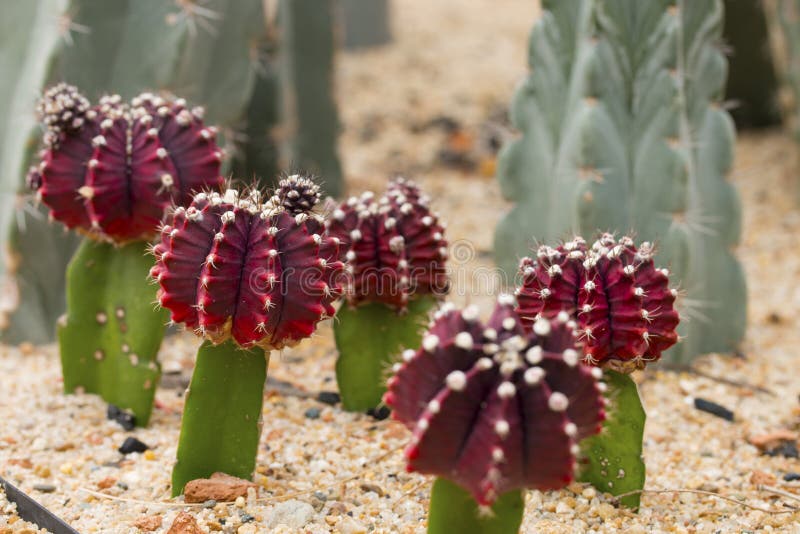 Blühender Roter Kaktus Auf Dem Sand Stockbild Bild von garten, schön 115518093
