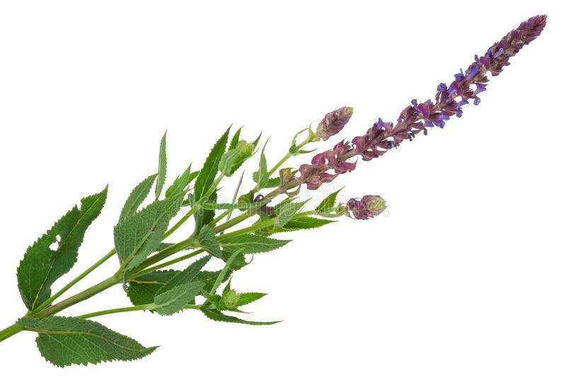 Blühender Salbei (Salvia-officinalis) stockbild Blühender Salbei (Salvia-officinalis) stockbild