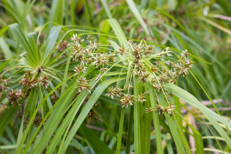 Blühender tsiperus Cyperus L Große Details! lizenzfreies stockbild Blühender tsiperus Cyperus L Große Details! lizenzfreies stockbild