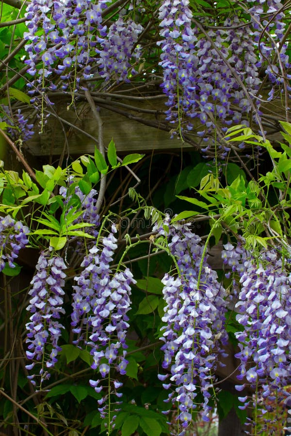 Blühendes GlyzinieVertikalenBild Stockbild Bild von grün, busch