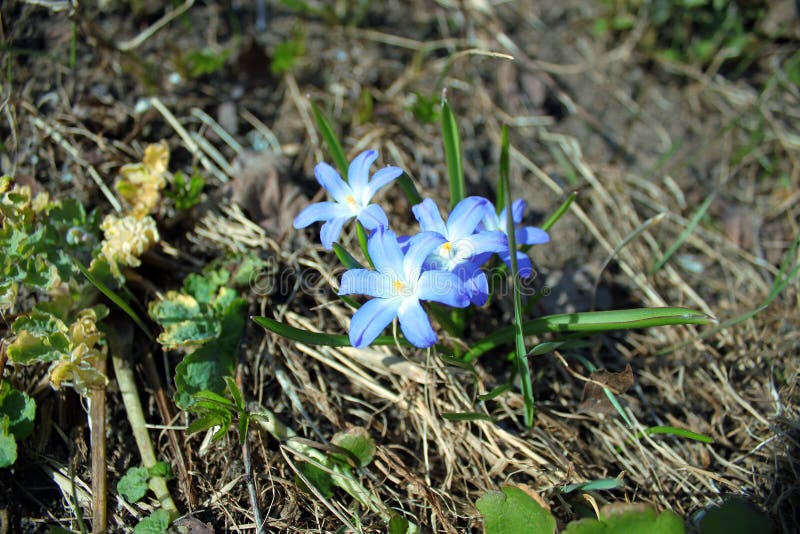 Blüht blaues Scylla lizenzfreies stockfoto Blüht blaues Scylla lizenzfreies stockfoto