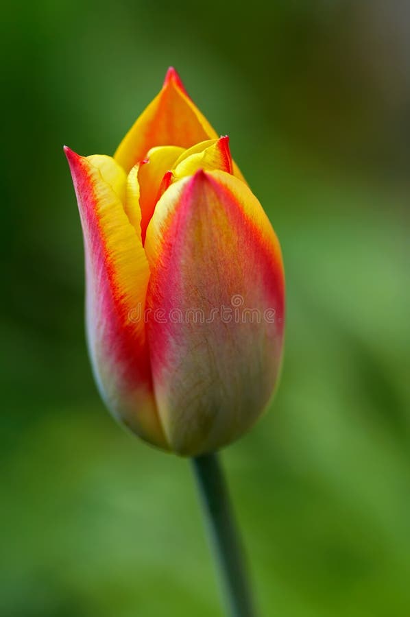 Blüte stockfoto Blüte stockfoto