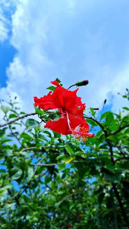 Blüte der Schuppenpflanze stockbild