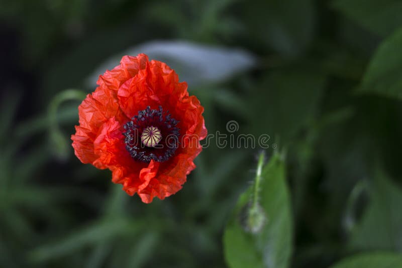 Blüte mit einen rote Mohnblumen im Garten, gegen einen grünen Gemüsehintergrund Rote Blume lizenzfreie stockfotografie Blüte mit einen rote Mohnblumen im Garten, gegen einen grünen Gemüsehintergrund Rote Blume lizenzfreie stockfotografie
