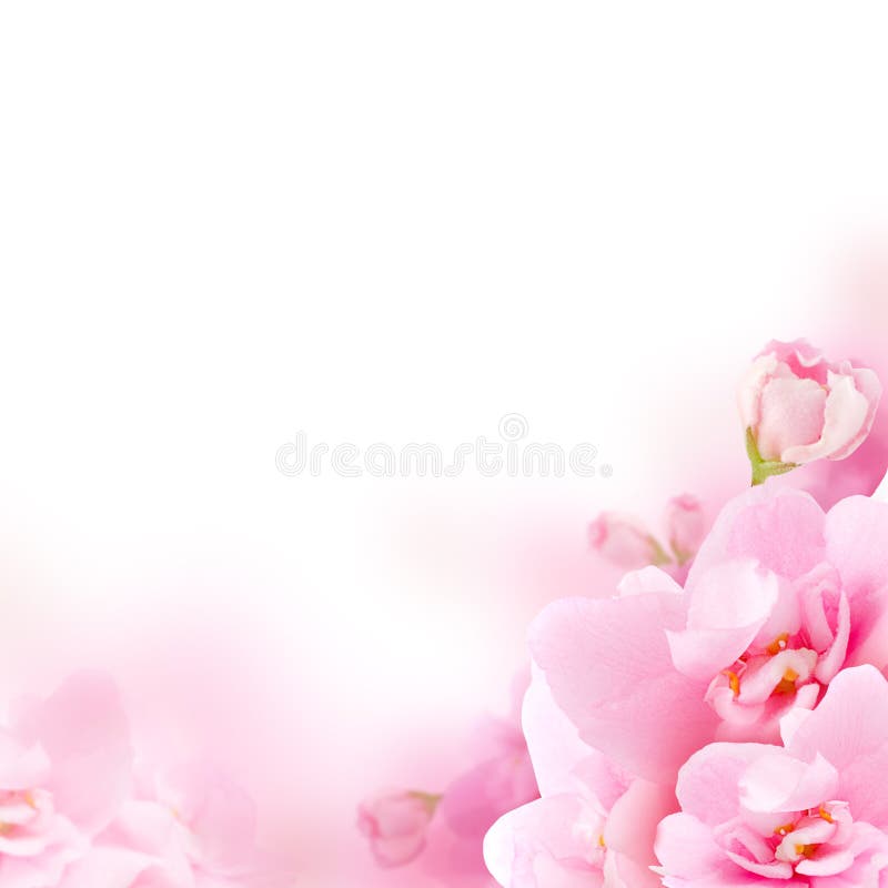 Blüte - rosa Blume, Blumenhintergrund lizenzfreies stockbild