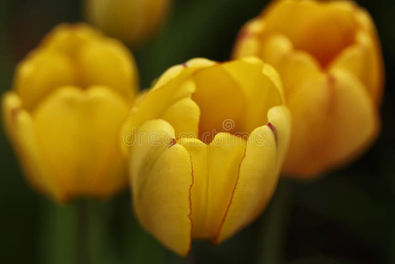 Blüte Tulipa-Blumenabschluß oben lizenzfreie stockfotos Blüte Tulipa-Blumenabschluß oben lizenzfreie stockfotos