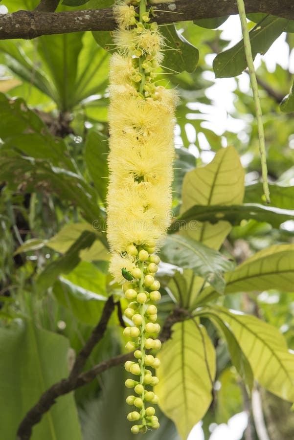 Blüten und Früchte mit grüner Wanze auf tropischem Baum stockbild Blüten und Früchte mit grüner Wanze auf tropischem Baum stockbild
