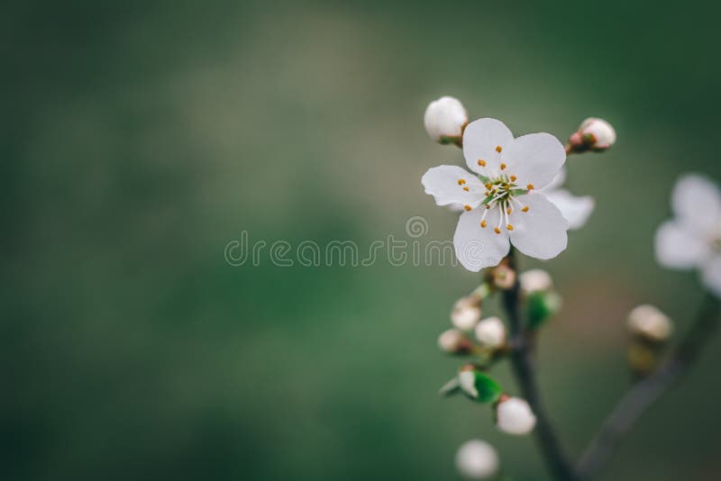 Blütenbaum mit weißen Blumen über Naturhintergrund Frühling f stockbild Blütenbaum mit weißen Blumen über Naturhintergrund Frühling f stockbild