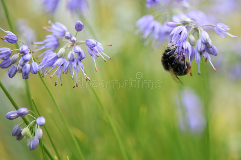 Blütenpflanze aus dunkelblauem Knoblauch mit Hummel lizenzfreies stockbild