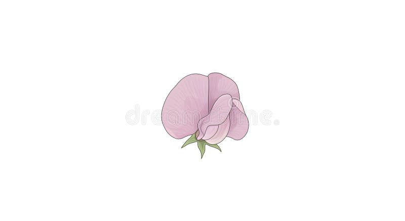 Blütenrosa Blütenblütenblüte Blütenblütenblütenblütenblüte lizenzfreie abbildung