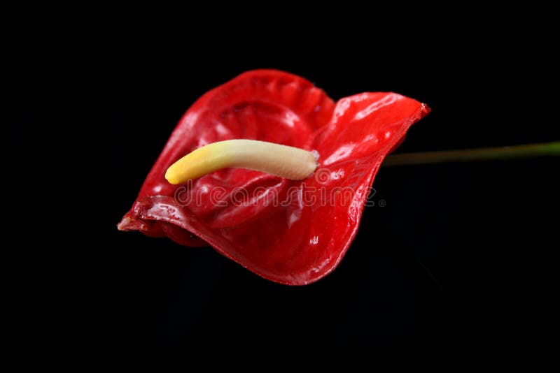 Anthurium Flower On a Black Background. Anthurium Flower On a Black Background