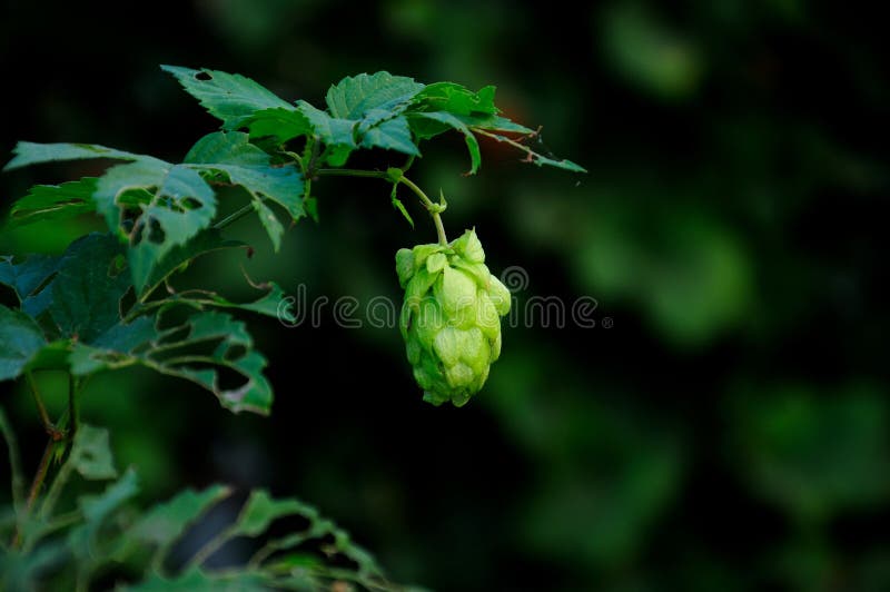 Blütenzapfen des Hopfens lizenzfreie stockfotos Blütenzapfen des Hopfens lizenzfreie stockfotos