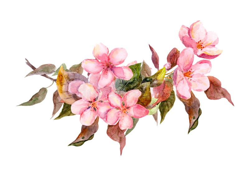 Blütenzweig mit rosafarbenen Blumen watercolor vektor abbildung Blütenzweig mit rosafarbenen Blumen watercolor vektor abbildung