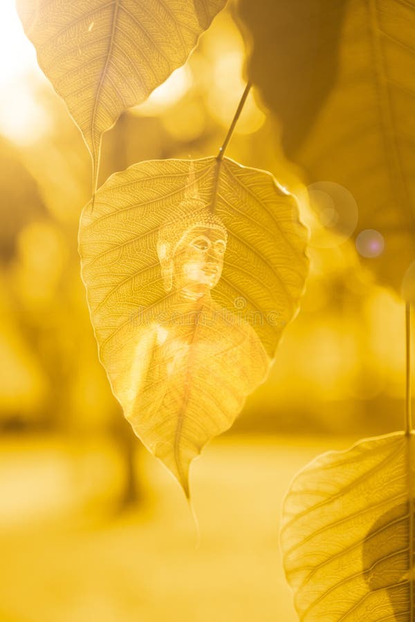 A BO deixa o ouro com a imagem de buddha, folha dourada, árvore de Bodhi com o sol brilhante, poder de buddha foto de stock A BO deixa o ouro com a imagem de buddha, folha dourada, árvore de Bodhi com o sol brilhante, poder de buddha foto de stock