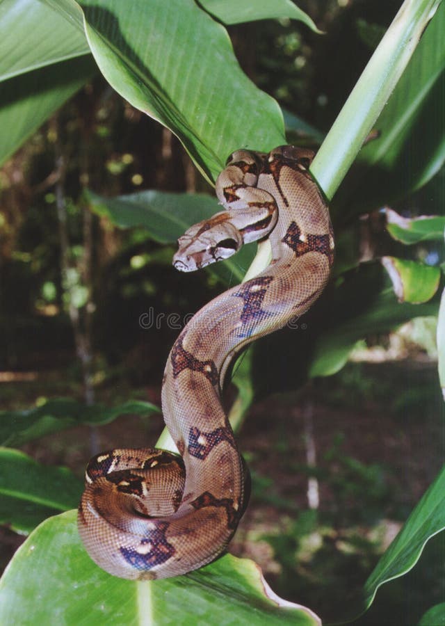 Boa Constrictor