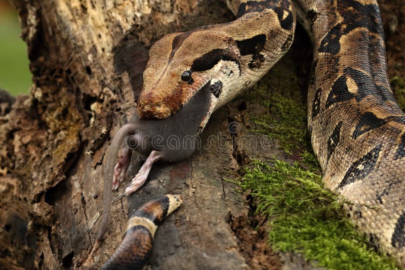 The Boa Constrictor Boa Constrictor, Also Called the Red-tailed Boa or the  Common Boa, on the Old Branche after Hunt Eating a Stock Image - Image of  national, animal: 218133921
