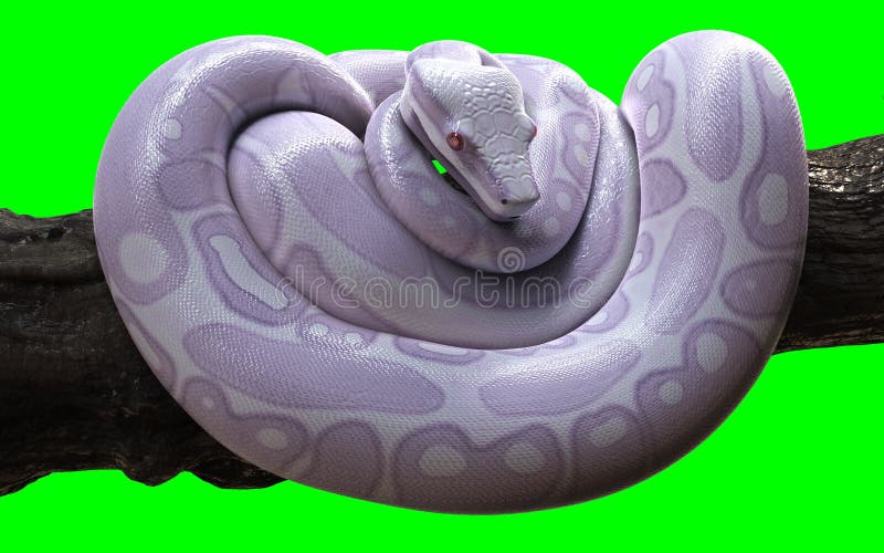 803 Albino Boa Constrictor Images, Stock Photos, 3D objects