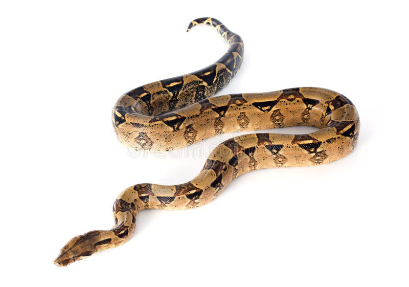 Boa constrictor