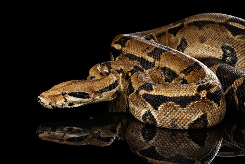 Boa constrictor imperator color, on isolated black background