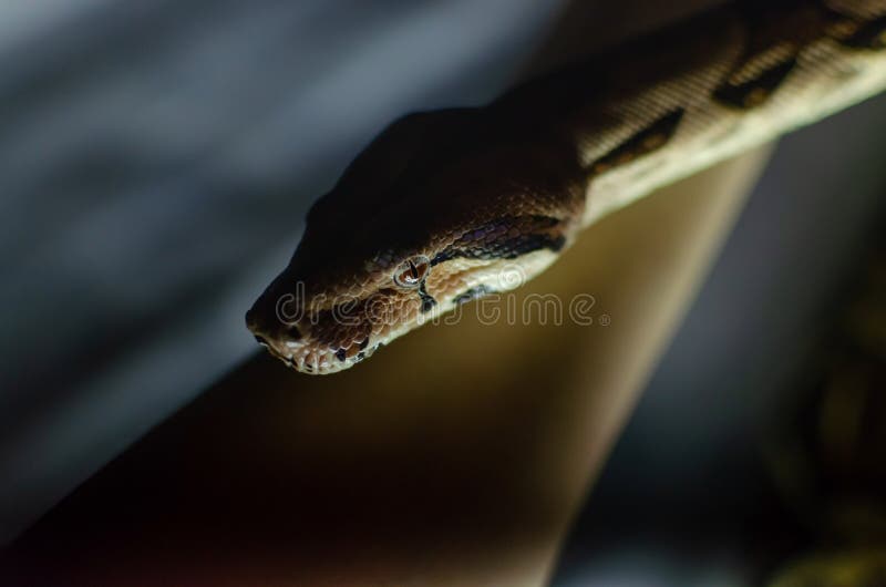 anatomy boa constrictor imperator anatomy boa constrictor imperator