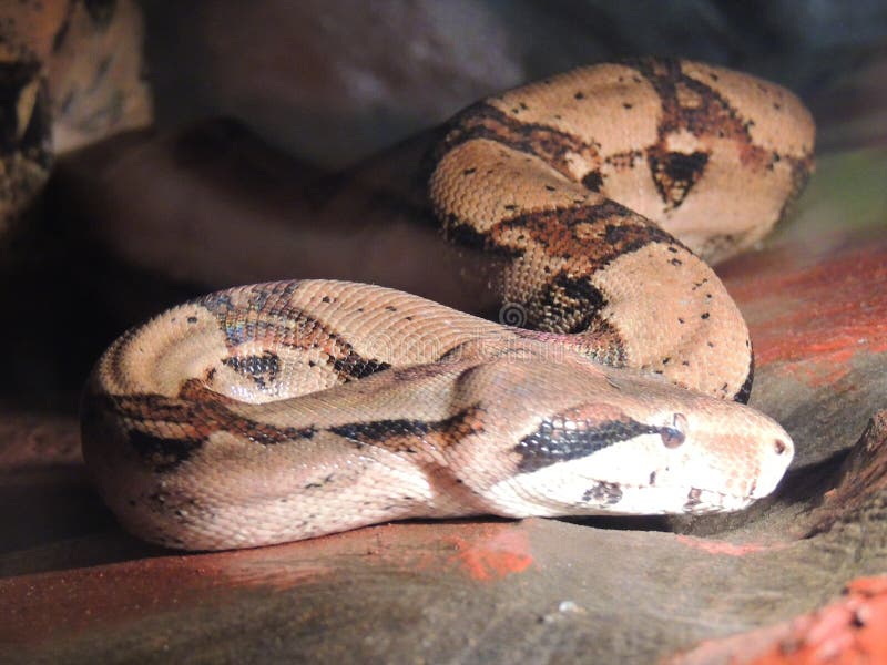 boa constrictor imperator name boa constrictor imperator name