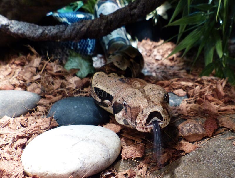 Boa Constrictor Imperator Up Close with Black Forked Tongue Out Stock