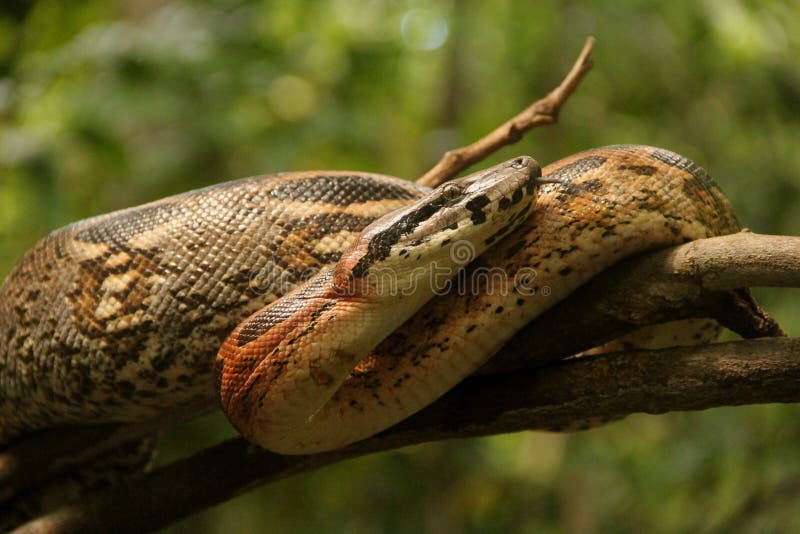 Boa Constrictor