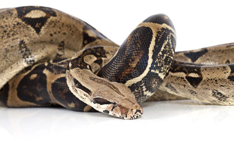 boa constrictor snake. boa constrictor snake.