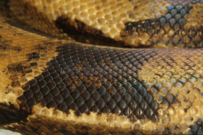 boa constrictor snake picture boa constrictor snake picture