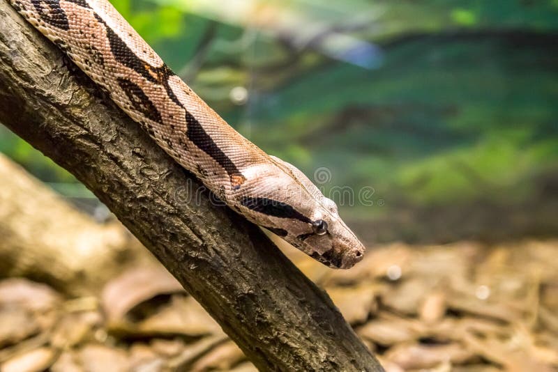 Boa constrictor, a species of large, heavy-bodied snake. royalty free stock image Boa constrictor, a species of large, heavy-bodied snake. royalty free stock image