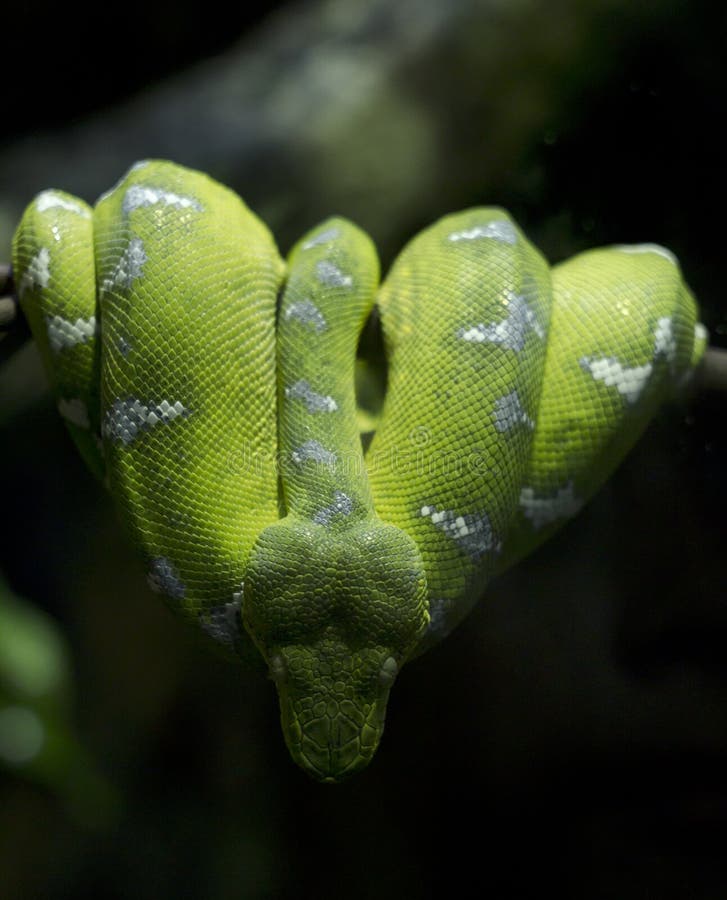 Green emerald tree boa resting in a branch. Green emerald tree boa resting in a branch.